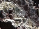 Blue footed Boobies, Ballestas Islands, Paracas
