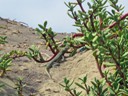 Lizard on Beach at Hilton Doubletree, Paracas