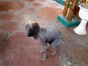 Dog outside El Piloto restaurant in San Luis