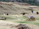Llamas, Temple of Sacsayhuaman