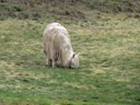 Llamas, Temple of Sacsayhuaman