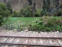 Corn, Train to Aguas Calientes