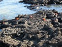 Sally lightfoot crabs