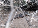 Land Iguana