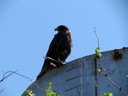 Galapagos Hawk