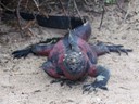 Marine iguana