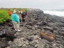 Sea Lions (Pat)