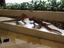 Hotel Oro Verde lobby