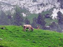 Cattle on Mt. Pilatus