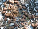 Moose droppings