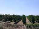 En Route to Assisi