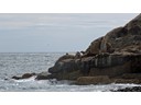 Sea lions