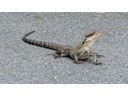 Water Dragon