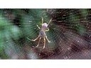 Golden orb weaving spider