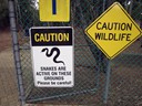 Snakes are active