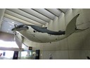Queensland Museum (Darcy)