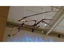 Queensland Museum