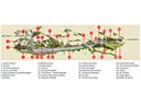 Map of Ancient Ephesus, Turkey