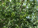 Fruit Tree, Ancient Ephesus, Turkey