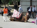 Bus area Camel, Ancient Ephesus, Turkey