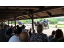 Equestrian Show