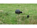 Eurasian Coot