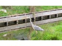 Great blue heron