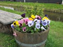 Zaanse Schans
