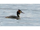 Great Crested Grebe
