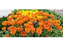 Keukenhof Gardems